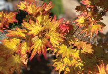 The Mountain Gardener | Japanese Maples Shine Bright in the Fall Autumn Moon Japanese maples