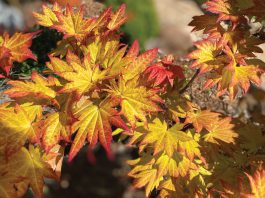 The Mountain Gardener | Japanese Maples Shine Bright in the Fall Autumn Moon Japanese maples