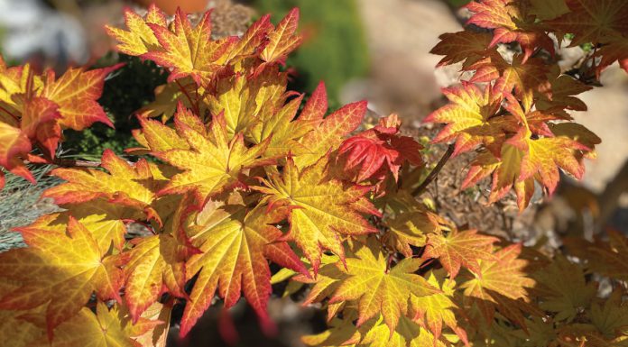 The Mountain Gardener | Japanese Maples Shine Bright in the Fall Autumn Moon Japanese maples