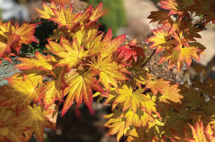 TMG-Acer-palmatum_Autumn-Moon-closeup Autumn Moon Japanese maples