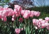 The Mountain Gardener | Planting Season Begins for Bulbs in the Fall Pink tulips