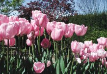 The Mountain Gardener | Planting Season Begins for Bulbs in the Fall Pink tulips