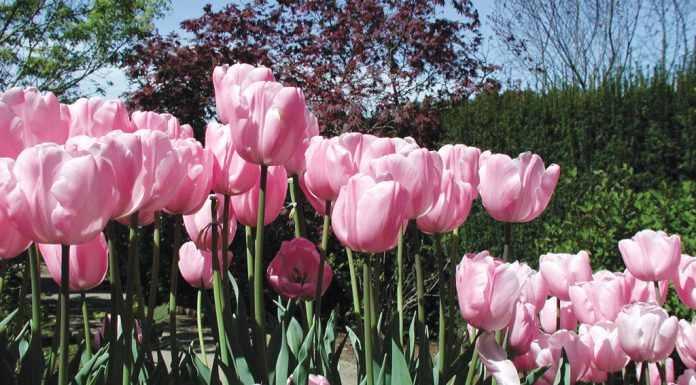 The Mountain Gardener | Planting Season Begins for Bulbs in the Fall Pink tulips