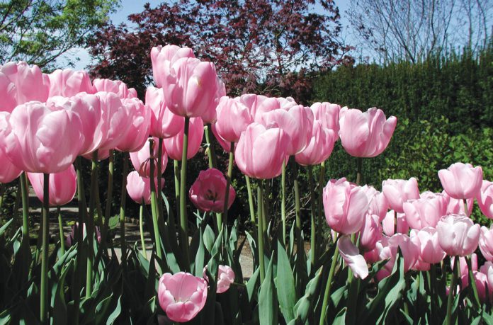 Pink tulips