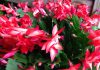 The Mountain Gardener | Holiday Traditions From the Garden and Home Christmas Cactus