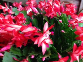 The Mountain Gardener | Holiday Traditions From the Garden and Home Christmas Cactus