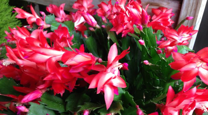 The Mountain Gardener | Holiday Traditions From the Garden and Home Christmas Cactus