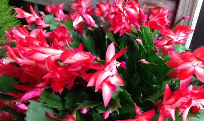 TMG-Christmas_cactus Christmas Cactus