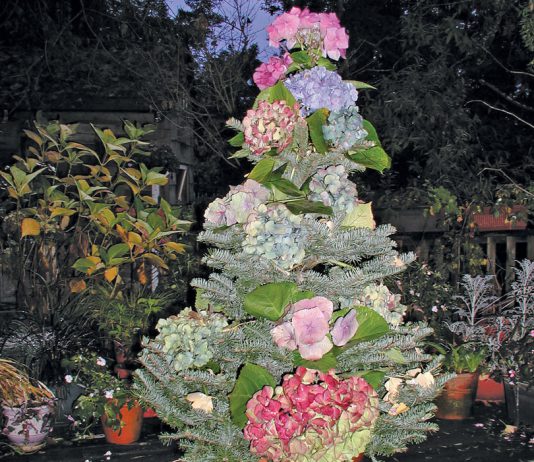 Hydrangea Christmas tree