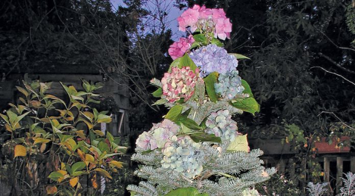 The Mountain Gardener | ’Twas the Night Before Christmas 2025—A Poem for Gardeners Hydrangea Christmas tree