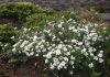 The Mountain Gardener | The 2026 Pantone Color of the Year White biers aka Candytuft