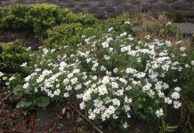 The Mountain Gardener | The 2026 Pantone Color of the Year White biers aka Candytuft
