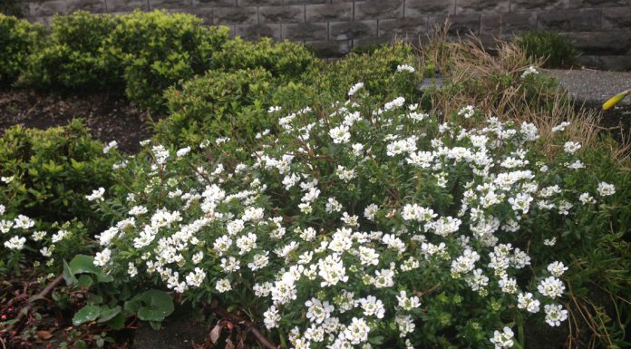 The Mountain Gardener | The 2026 Pantone Color of the Year White biers aka Candytuft