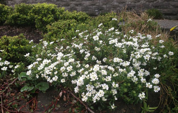 White biers aka Candytuft