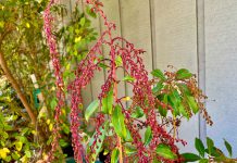 The Mountain Gardener | Wishing Everyone a Happy New Year 2026 Lily-of-the-Valley shrub