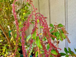 The Mountain Gardener | Wishing Everyone a Happy New Year 2026 Lily-of-the-Valley shrub