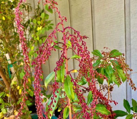 Lily-of-the-Valley shrub