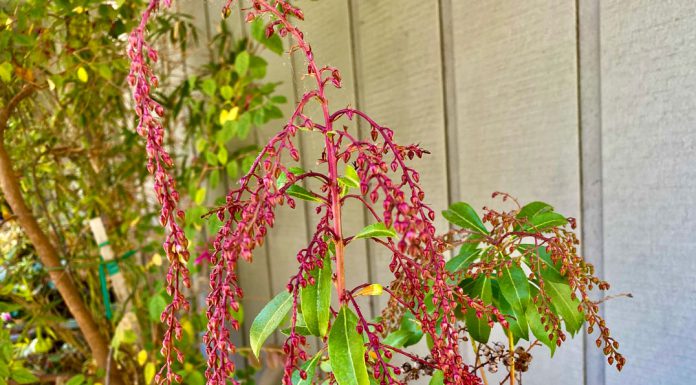 The Mountain Gardener | Wishing Everyone a Happy New Year 2026 Lily-of-the-Valley shrub
