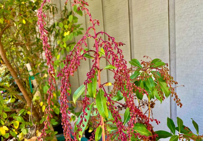 Lily-of-the-Valley shrub