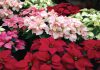 The Mountain Gardener | Beware of Toxic Holiday Plants This Season Poinsettia