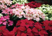 The Mountain Gardener | Beware of Toxic Holiday Plants This Season Poinsettia