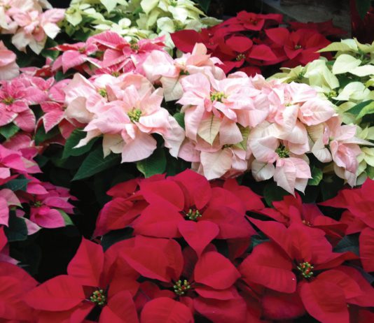 Poinsettia