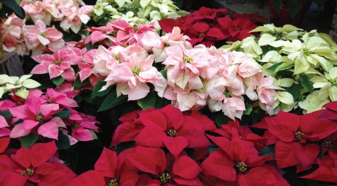 The Mountain Gardener | Beware of Toxic Holiday Plants This Season Poinsettia
