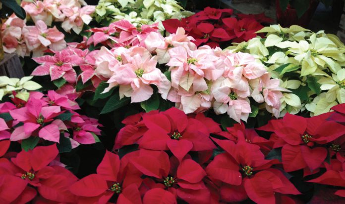 TMG-poinsettia_colors Poinsettia