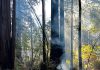 California State Parks to conduct pile burning at Big Basin, Henry Cowell Burn pile at Henry Cowell Redwoods State Park