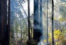 California State Parks to conduct pile burning at Big Basin, Henry Cowell Burn pile at Henry Cowell Redwoods State Park