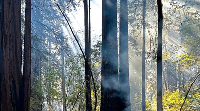 California State Parks to conduct pile burning at Big Basin, Henry Cowell Burn pile at Henry Cowell Redwoods State Park