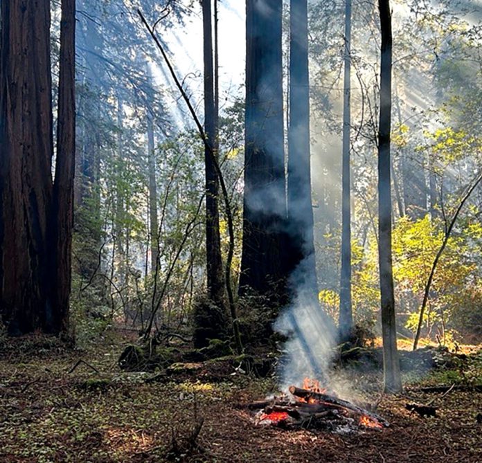 Burn pile at Henry Cowell Redwoods State Park