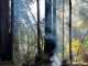 Burn pile at Henry Cowell Redwoods State Park