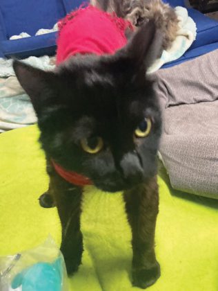 Kitten Kornher Rescue