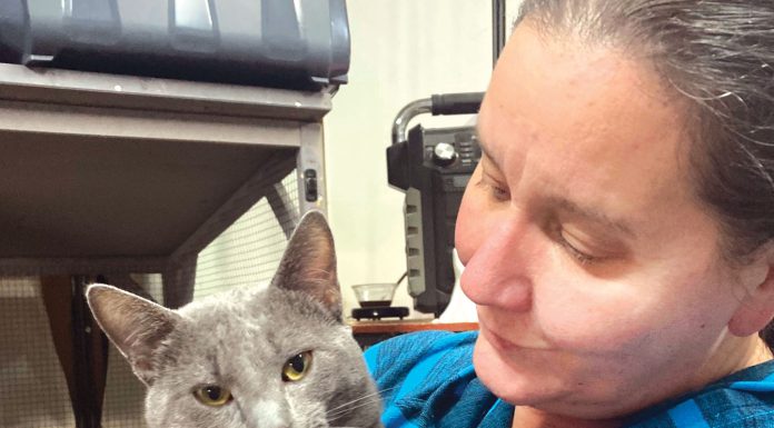 Boulder Creek feline rescue organization continues life-saving mission Kitten Kornher Rescue