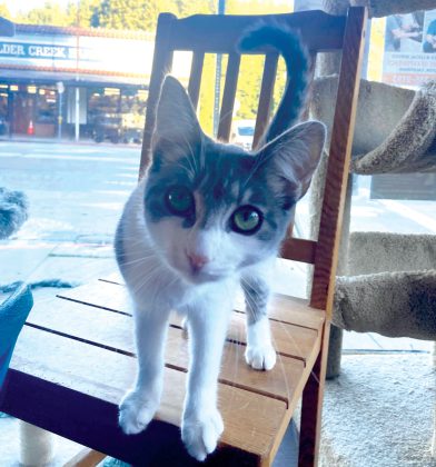 Kitten Kornher Rescue