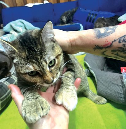 Kitten Kornher Rescue