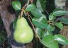 The Mountain Gardener | The Magic of Planting Edibles from Bare Root Pear