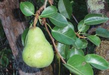 The Mountain Gardener | The Magic of Planting Edibles from Bare Root Pear