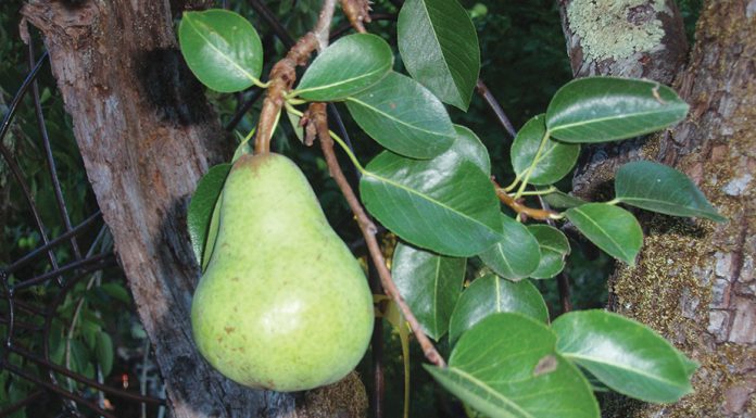 The Mountain Gardener | The Magic of Planting Edibles from Bare Root Pear
