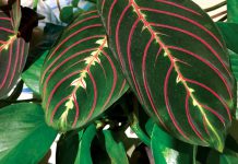 The Mountain Gardener | Good Houseplants for You & Your Home Prayer Plant or Maranta