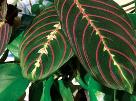 The Mountain Gardener | Good Houseplants for You & Your Home Prayer Plant or Maranta