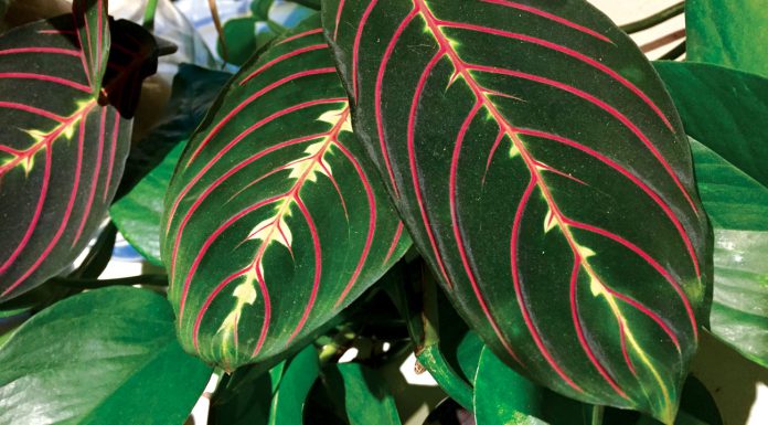 The Mountain Gardener | Good Houseplants for You & Your Home Prayer Plant or Maranta
