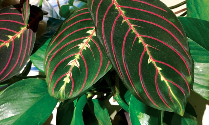 Prayer Plant or Maranta