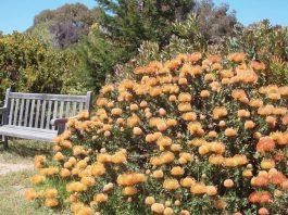 The Mountain Gardener | What’s New? Gardening Trends for 2026 Garden