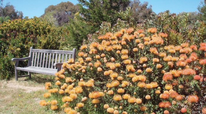 The Mountain Gardener | What’s New? Gardening Trends for 2026 Garden