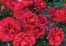 The Mountain Gardener | All About the Roses Roses