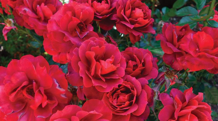 The Mountain Gardener | All About the Roses Roses