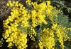 The Mountain Gardener | Allergy Season is Upon Us Once Again acacia
