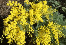 The Mountain Gardener | Allergy Season is Upon Us Once Again acacia